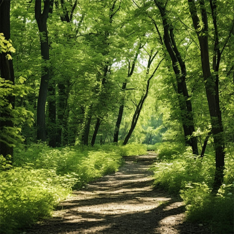 Woodland Fotokulisse Lush Woodland Sunlit Trail Kulisse CJJ2-121