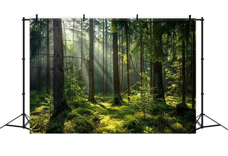 Woodland Fotohintergrund Heitere sonnenbeschienene Kiefer Wald Hintergrund CJJ2-37