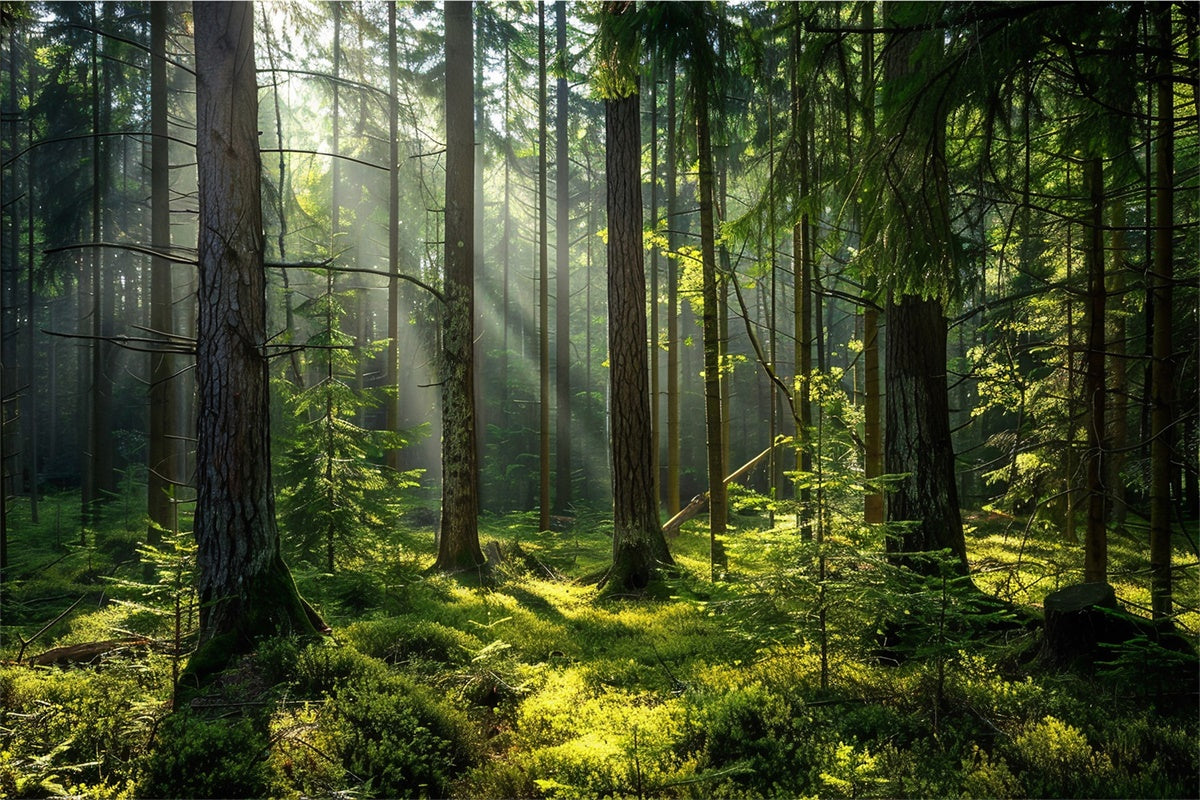Woodland Fotohintergrund Heitere sonnenbeschienene Kiefer Wald Hintergrund CJJ2-37