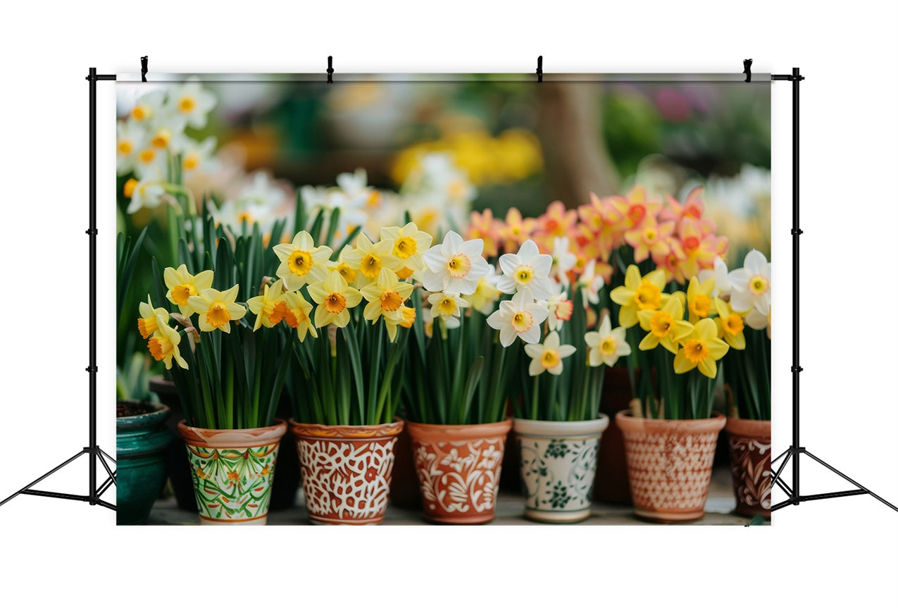 Narzisse Hintergrund Hintergrund getopft Frühling Blume Hintergründe CJJ2-4