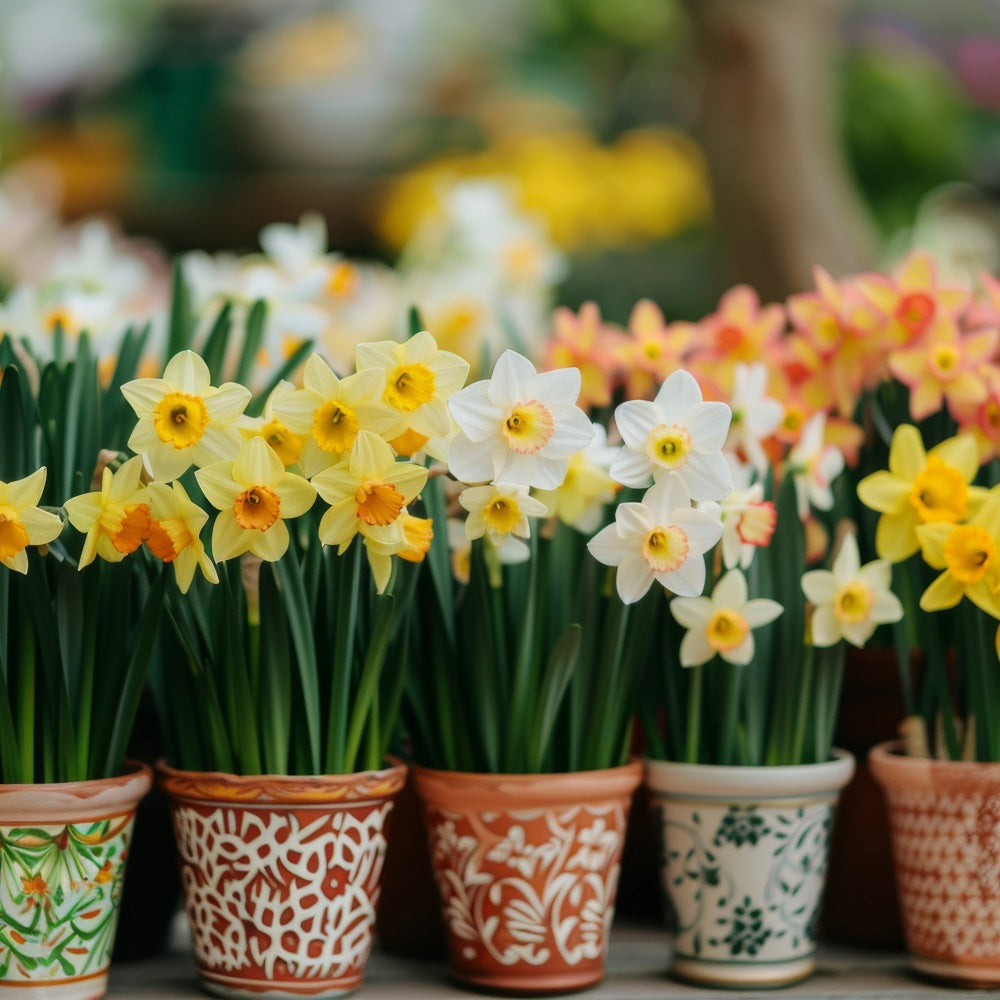 Narzisse Hintergrund Hintergrund getopft Frühling Blume Hintergründe CJJ2-4