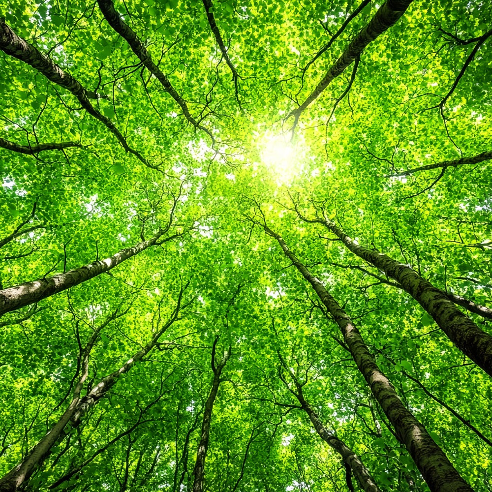 Fotografie Backdrops Wald üppige Baumkronen Himmel Hintergrund CSH4-90