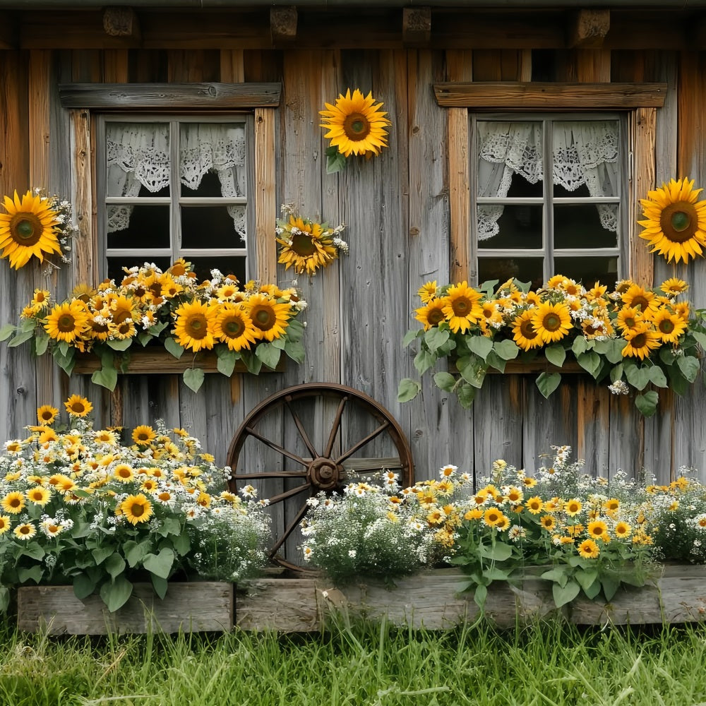 Sonnenblumen Foto Hintergrund Rustikales Cottage-Fenster Blüte Thanksgiving Foto Hintergrund CSH58-128