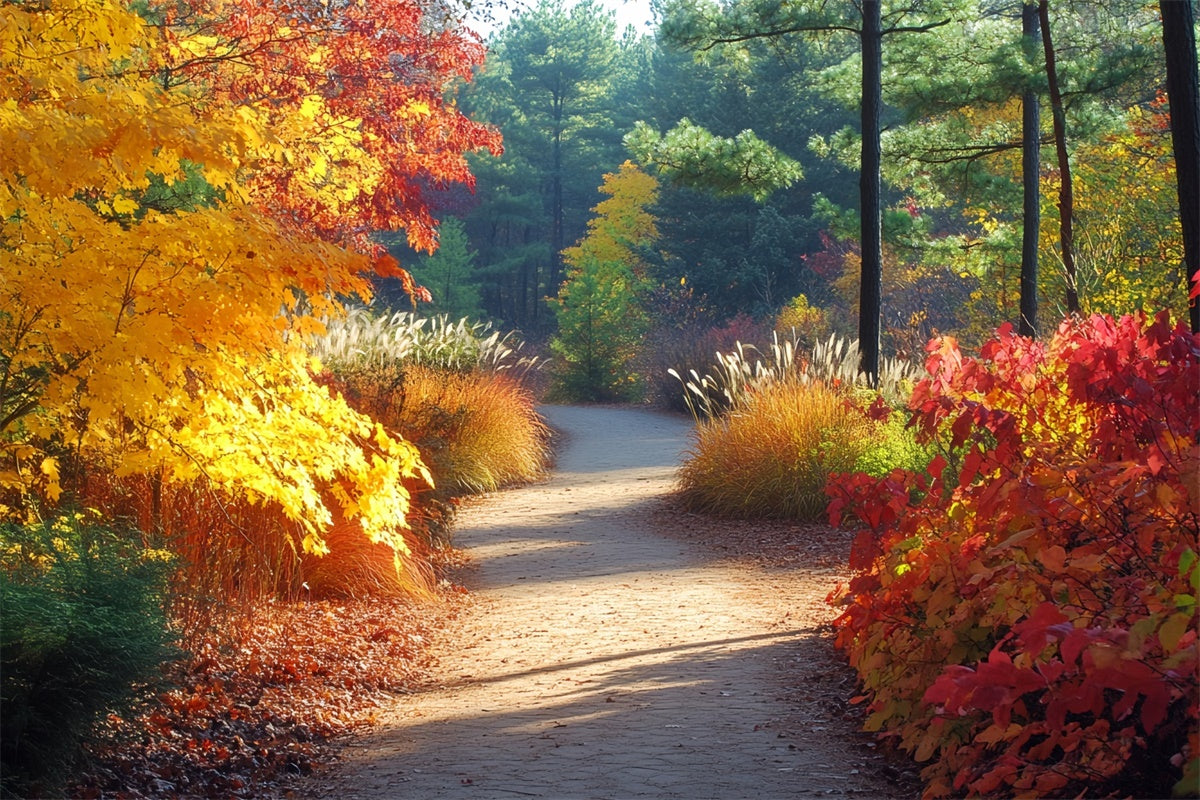 Wald Fotokulisse Golden Grove Trail Herbst Kulisse CSH6-226