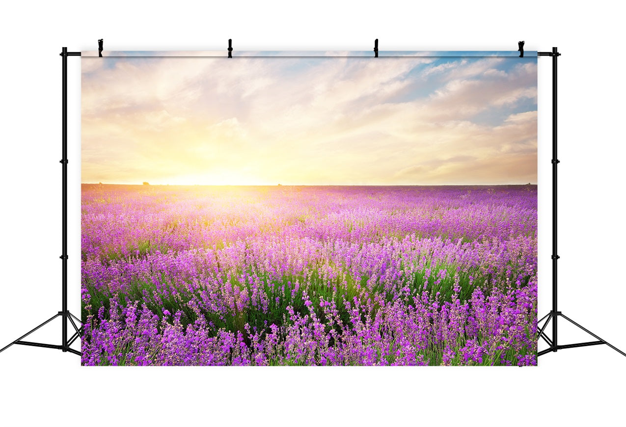 Lavendel Hintergrund Morgenblüte Floral Fotografie Hintergrund GQ4-21