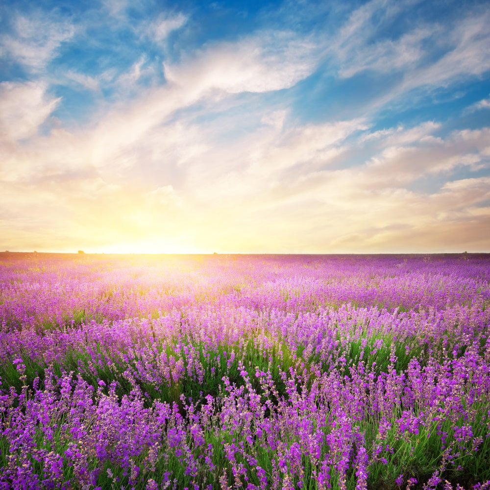 Lavendel Hintergrund Morgenblüte Floral Fotografie Hintergrund GQ4-21