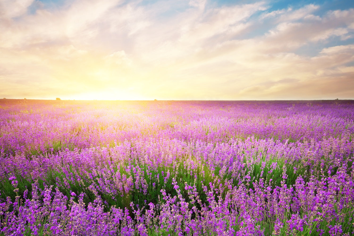 Lavendel Hintergrund Morgenblüte Floral Fotografie Hintergrund GQ4-21