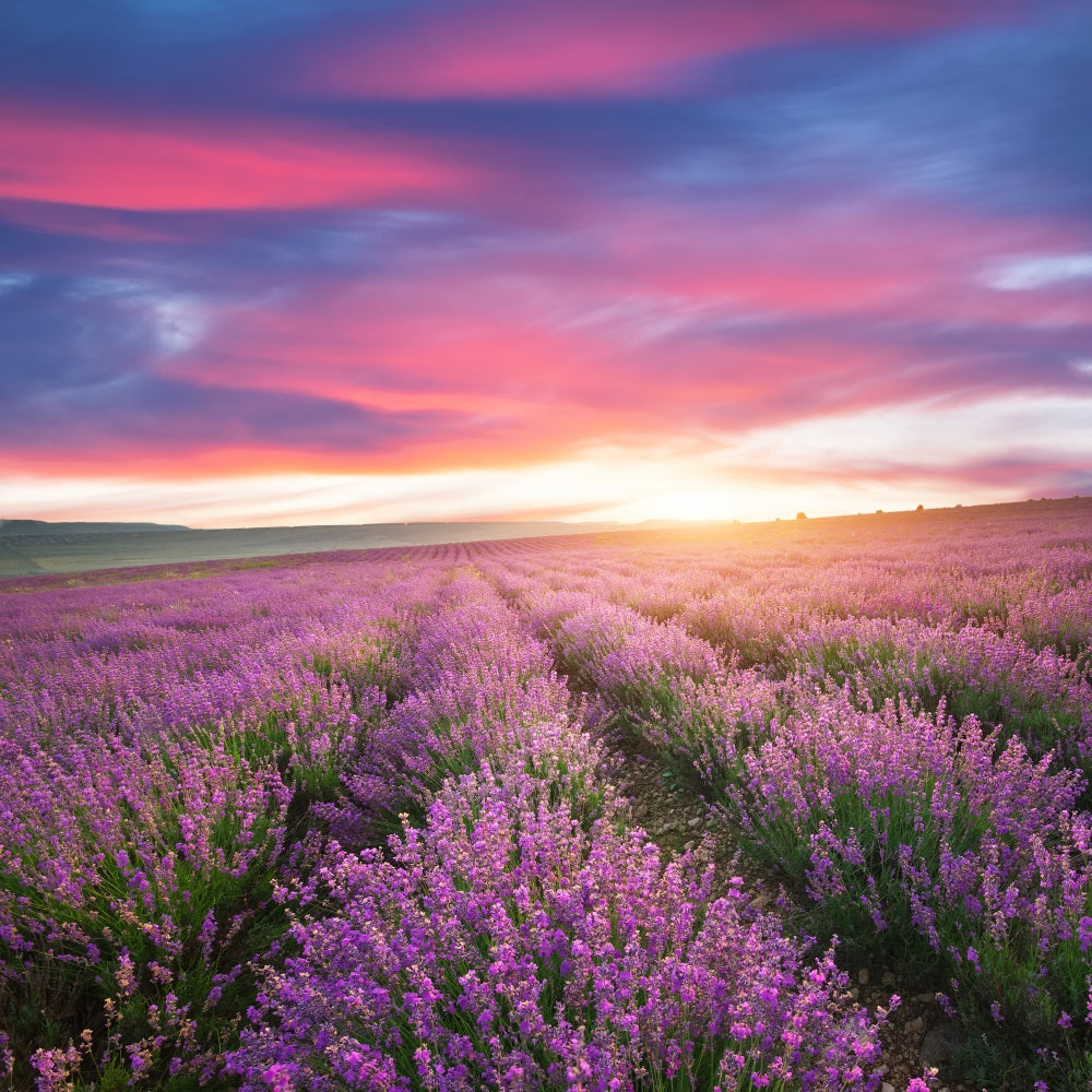 Lila Hintergrund für Fotografie Sonnenuntergang Lavendel Reihen Hintergrund GQ4-22