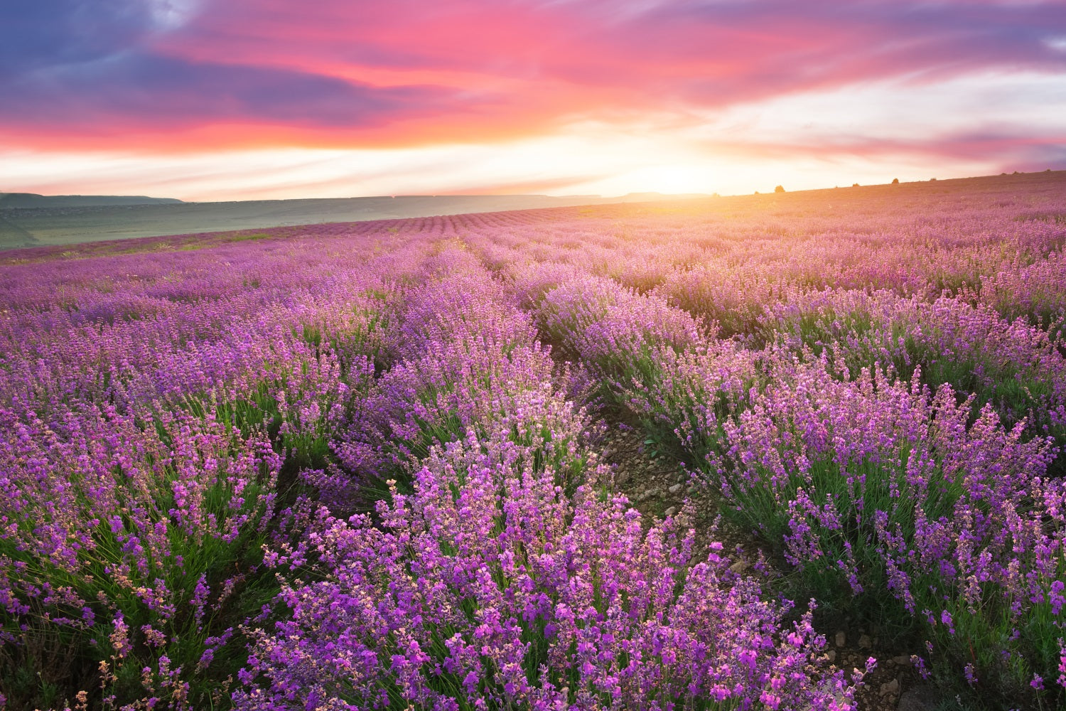 Lila Hintergrund für Fotografie Sonnenuntergang Lavendel Reihen Hintergrund GQ4-22