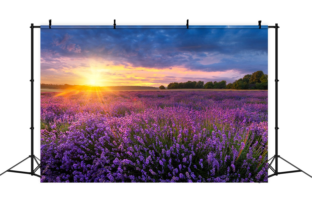 Lavendel Fotokulisse Dämmerung Lila Wiese Hintergrund GQ4-24