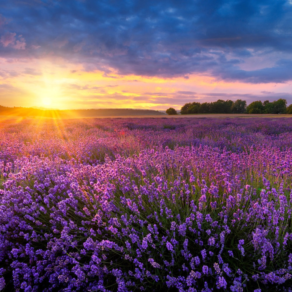Lavendel Fotokulisse Dämmerung Lila Wiese Hintergrund GQ4-24