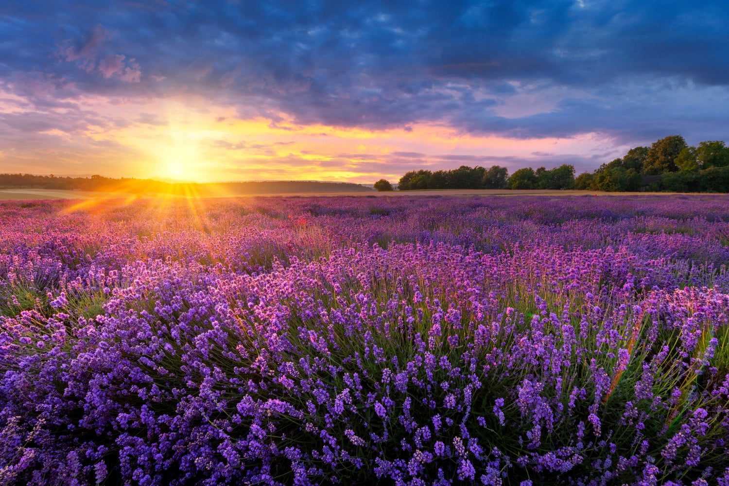 Lavendel Fotokulisse Dämmerung Lila Wiese Hintergrund GQ4-24