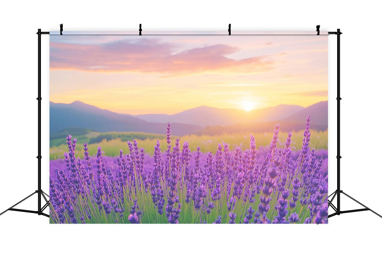 Lila Blumen Hintergrund Lavendel Sonnenuntergang Feld Fotografie Hintergrund GQ4-27