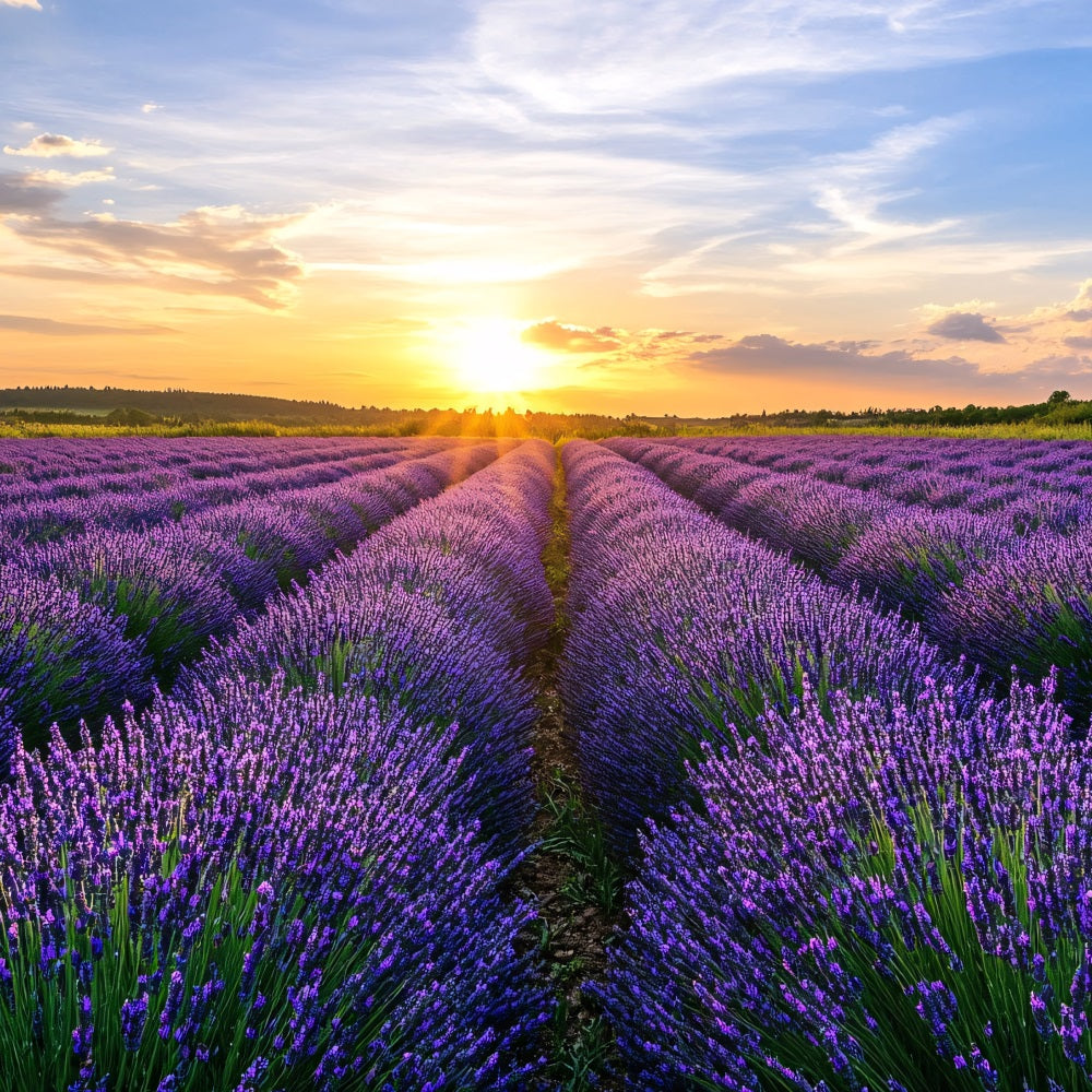 Lila Blumen Backdrop Blühender Lavendel Horizont Fotohintergrund GQ4-29
