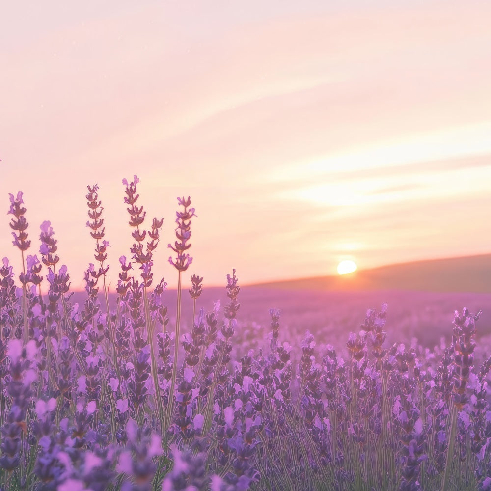 Lavendel Fotokulisse Sonnenuntergang Blumenfeld Kulisse GQ4-32