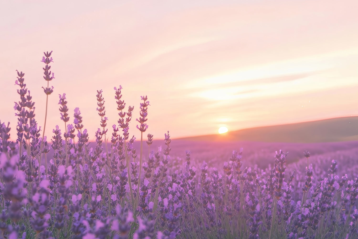 Lavendel Fotokulisse Sonnenuntergang Blumenfeld Kulisse GQ4-32