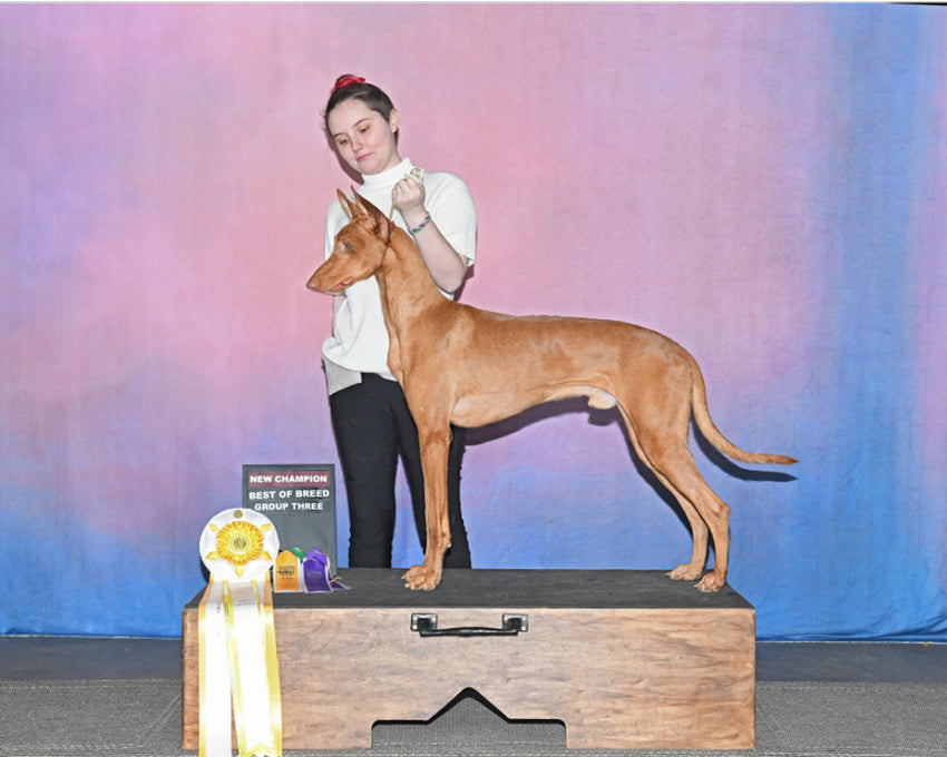 Abstrakte Textur Fotostudio Hintergrund HF-0021