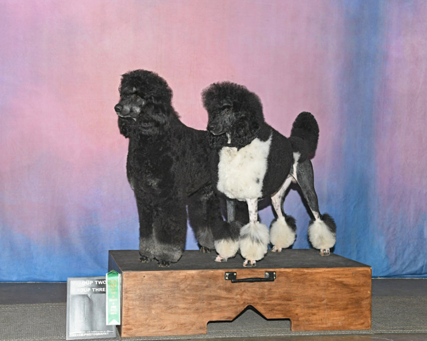 Abstrakte Textur Fotostudio Hintergrund HF-0021