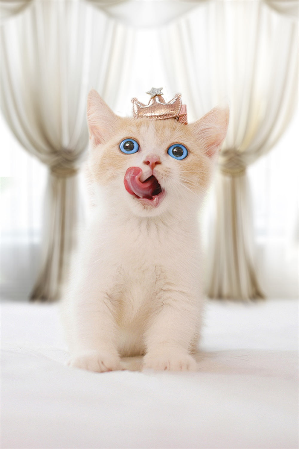 Haustierfotografie Hintergrundbilder Elegante elfenbeinfarbene Drapierungen Hintergrund LXX1-280