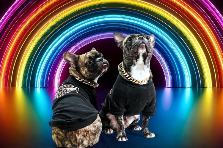 Haustier-Fotohintergrund Neonbogen-Kunsthintergrund LXX1-289