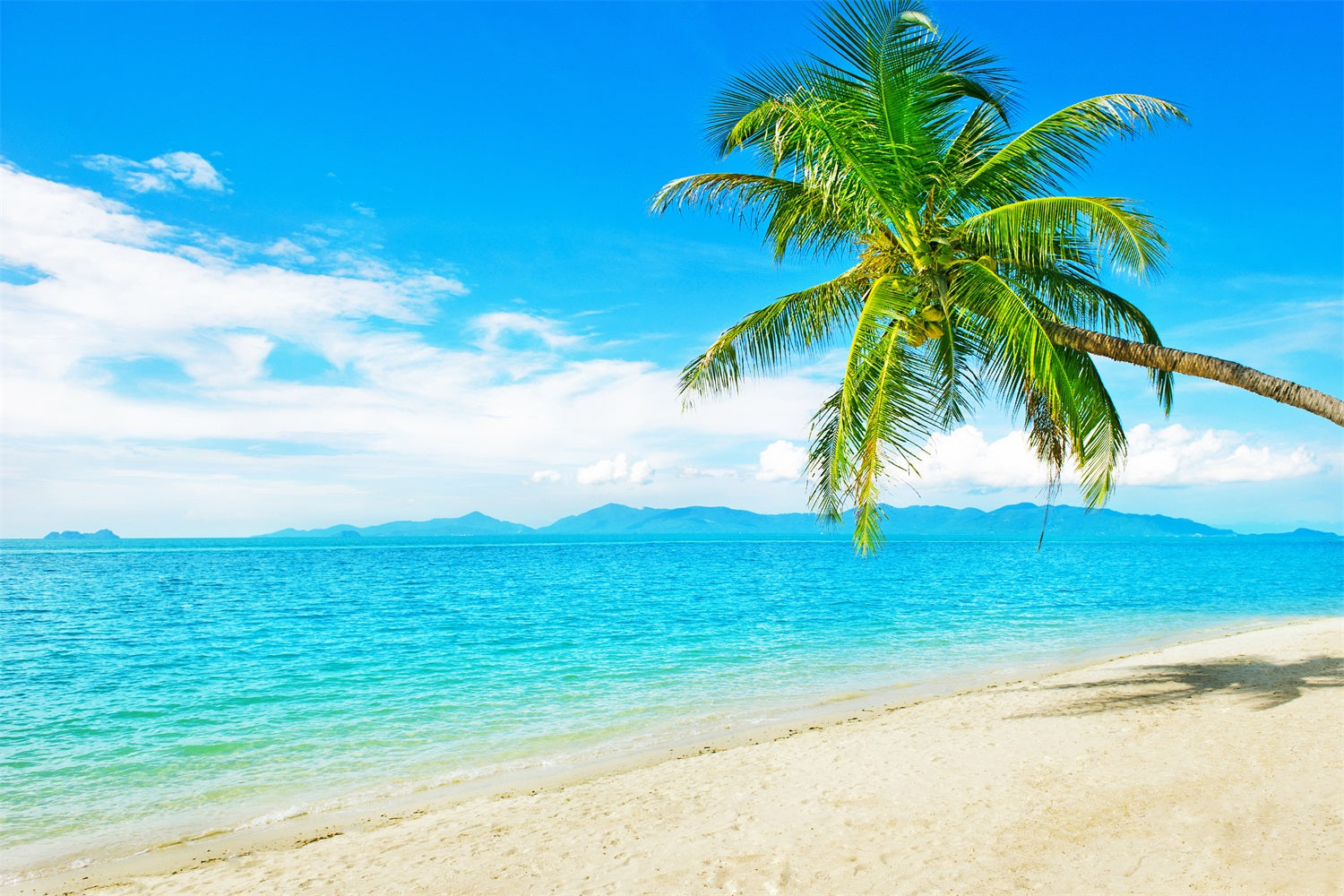 Ozean Himmel Backdrop Sunny Beach Kokosnussbaum Backdrop LXX1-304