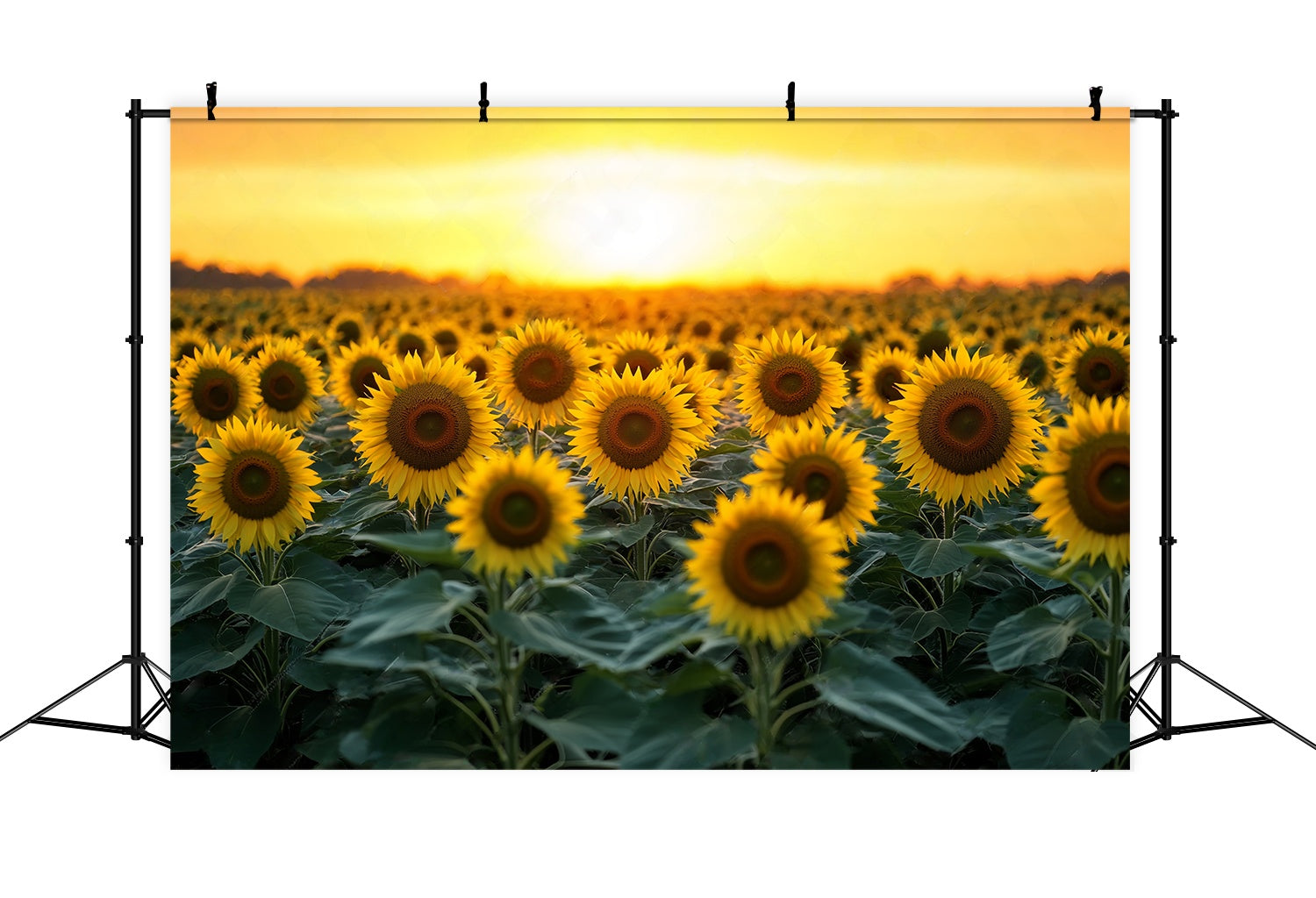 Herbst Fotokulissen Goldene Sonnenblume Blüte Feld Sonnenblume Foto Hintergrund LXX58-162