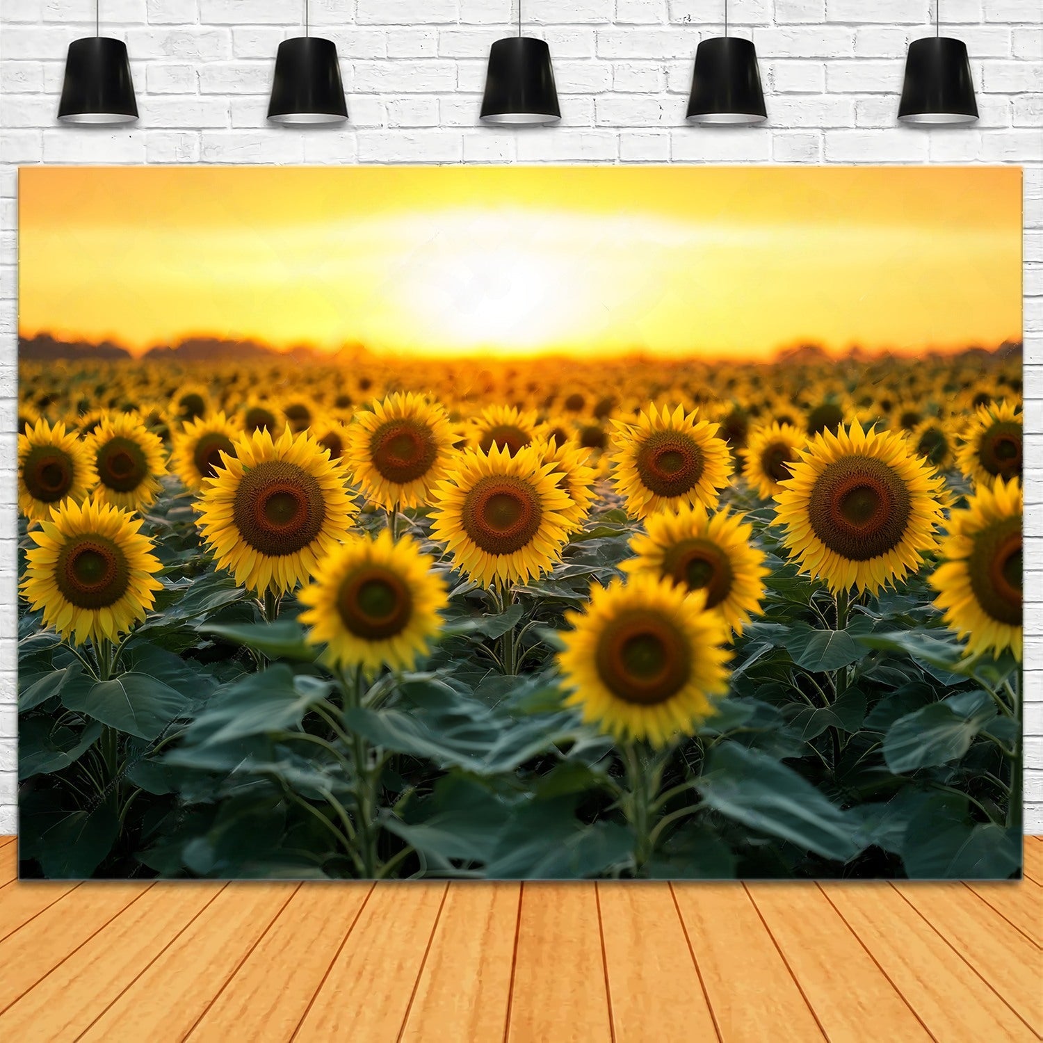 Herbst Fotokulissen Goldene Sonnenblume Blüte Feld Sonnenblume Foto Hintergrund LXX58-162