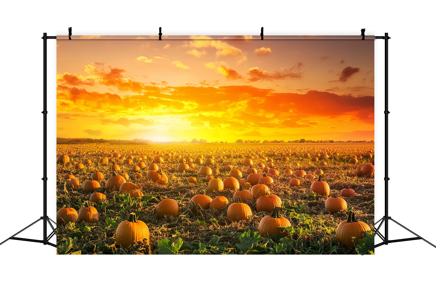 Herbst-Foto Hintergrund Kürbisfeld Goldener Sonnenuntergang Kürbis-Foto Hintergrund LXX58-166