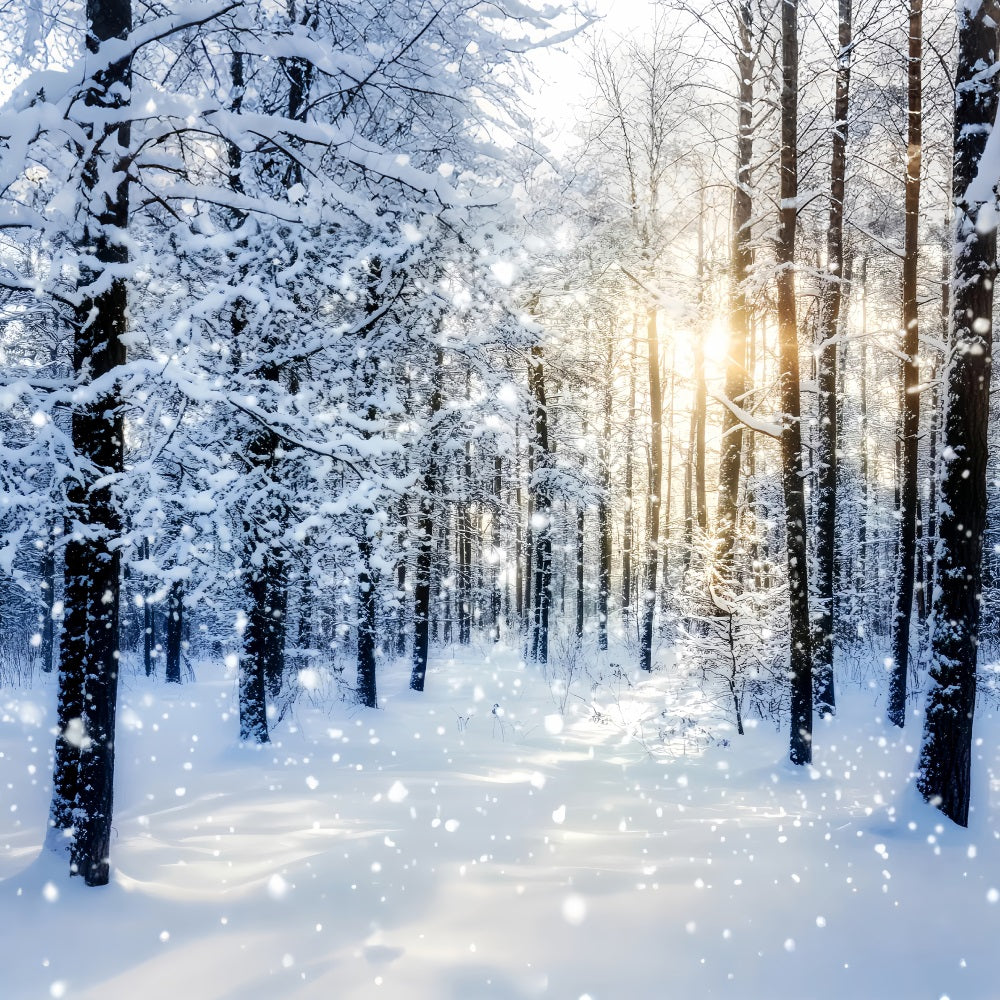 Verschneiter Wald Funkelnder Sonnenaufgang Winterwald Wald-Foto Hintergrund LXX58-276