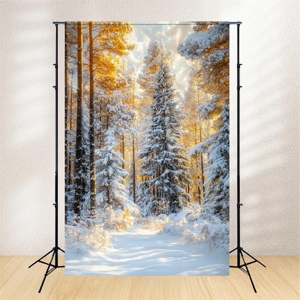 Weihnachtskiefernwald Frostige Bäume Goldener Schein Waldfotografie-Foto Hintergrund LXX58-309