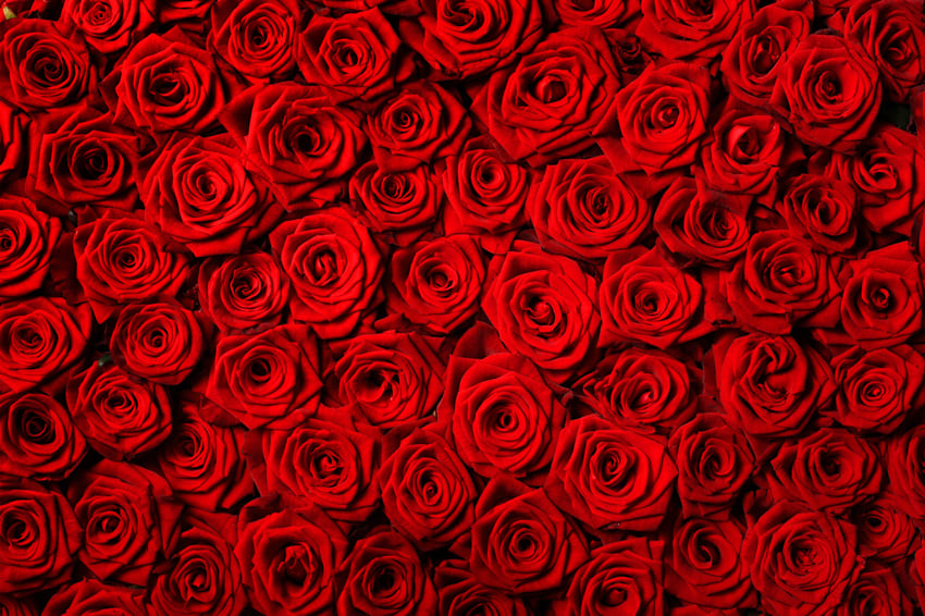 Blumen-rote Rosen Hintergrund für Fotografie M-60