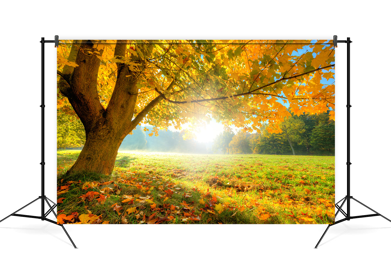 Hintergrundbild Ahorn Herbst Landschaft Fotografie M6-102