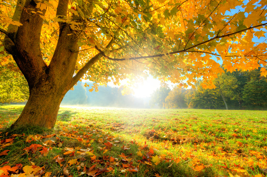 Hintergrundbild Ahorn Herbst Landschaft Fotografie M6-102