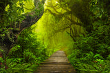 Dschungel-Fotografie-Hintergrundbild des feuchten Regenwaldes M6-120
