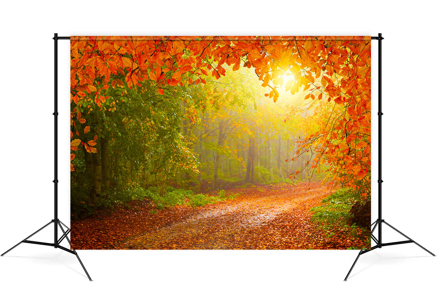 Herbst Wald Ahornblätter Kulisse Hintergrund M8-28