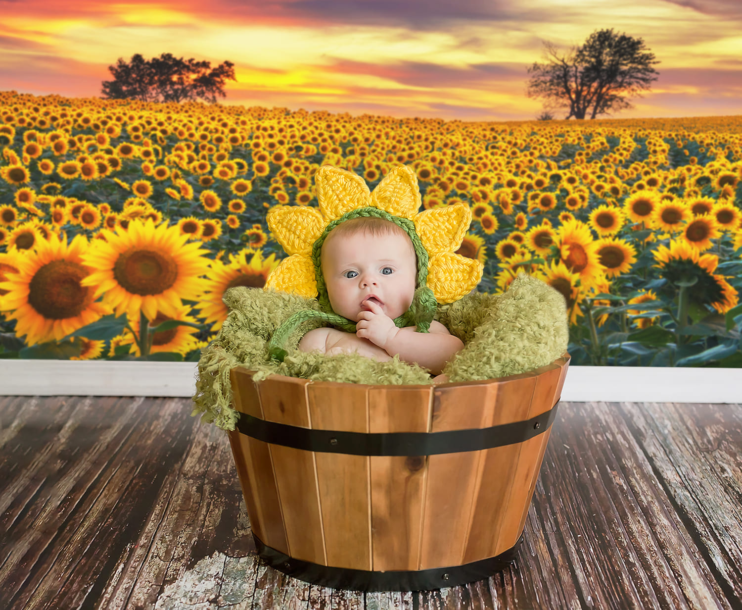 Sonnenblume Bauernhof Feld Fotografie Hintergrund M8-53