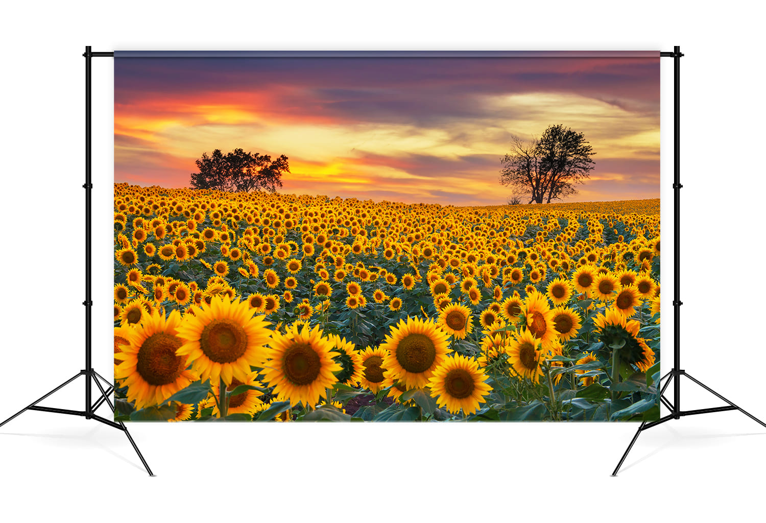 Sonnenblume Bauernhof Feld Fotografie Hintergrund M8-53