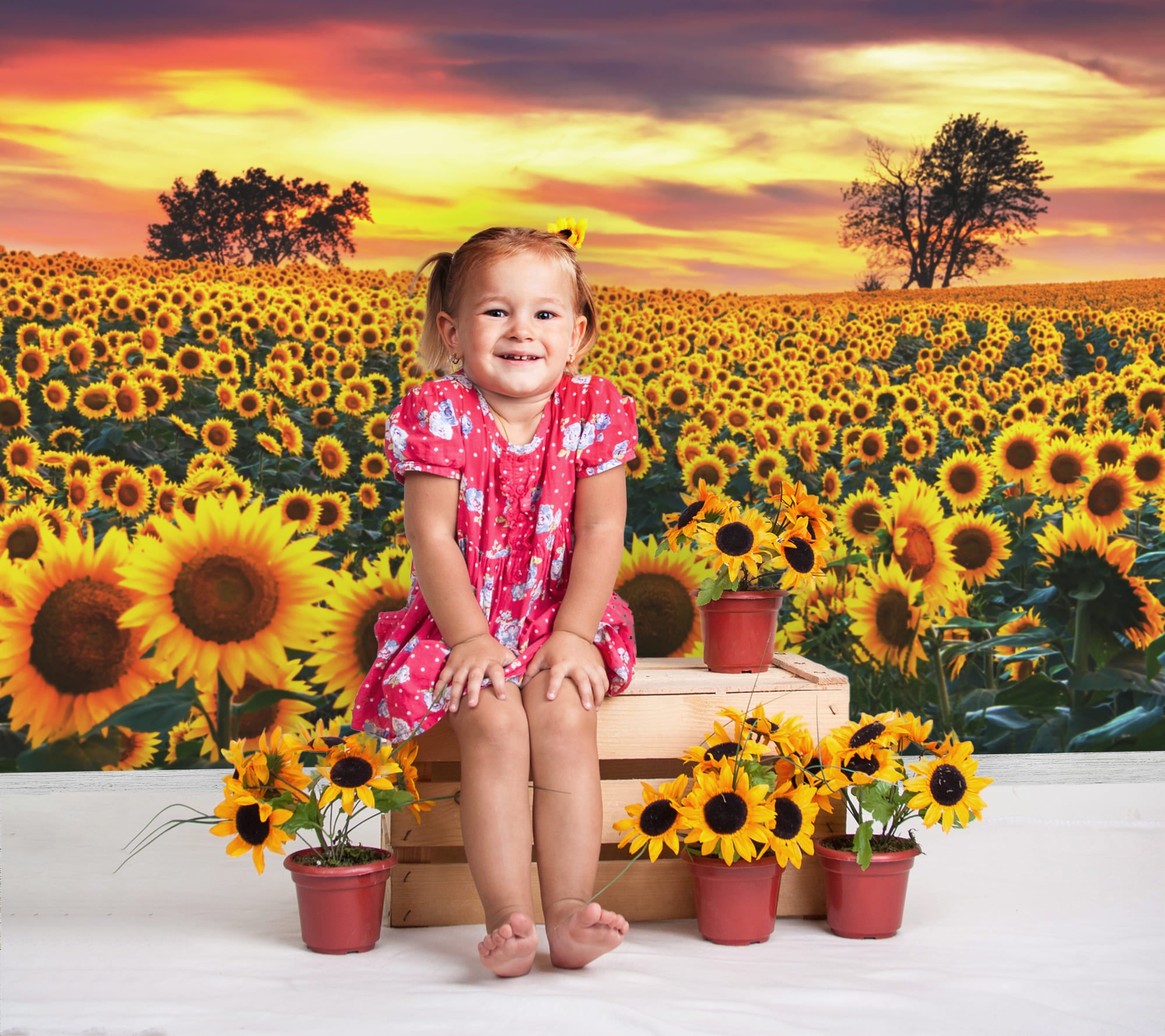 Sonnenblume Bauernhof Feld Fotografie Hintergrund M8-53