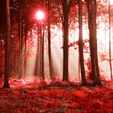 Herbst Ahorn Wald Sonnenschein Landschaft Hintergrund M9-33