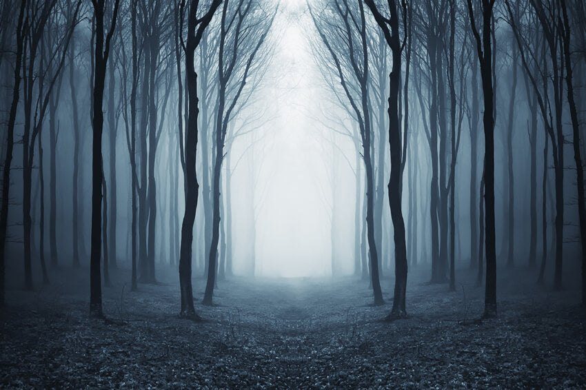Mysteriöser nebliger Wald Halloween-Hintergrund M9-56