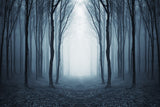 Mysteriöser nebliger Wald Halloween-Hintergrund M9-56
