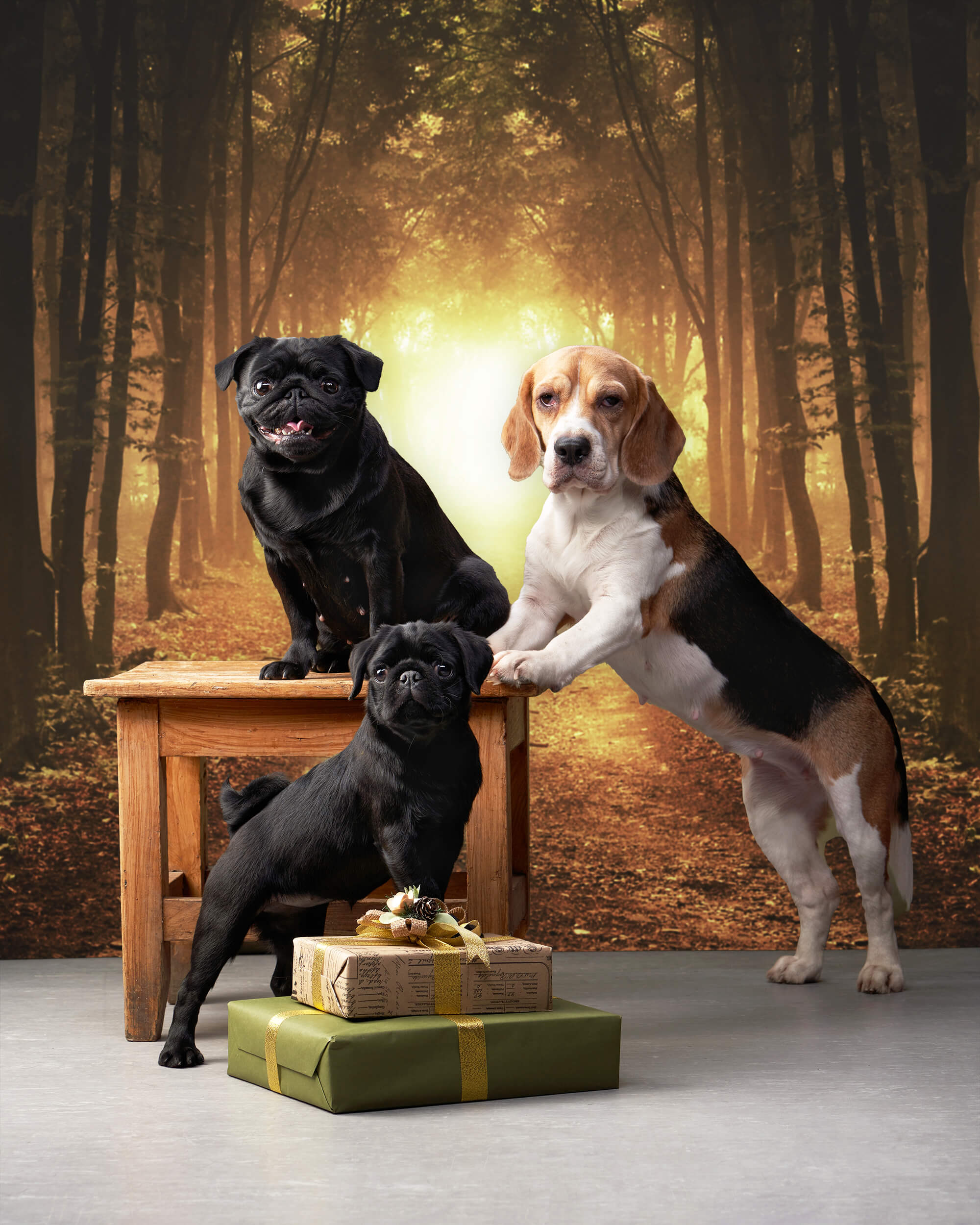 Herbst Wald Afterglow Gefallene Blätter Hintergrund M9-58