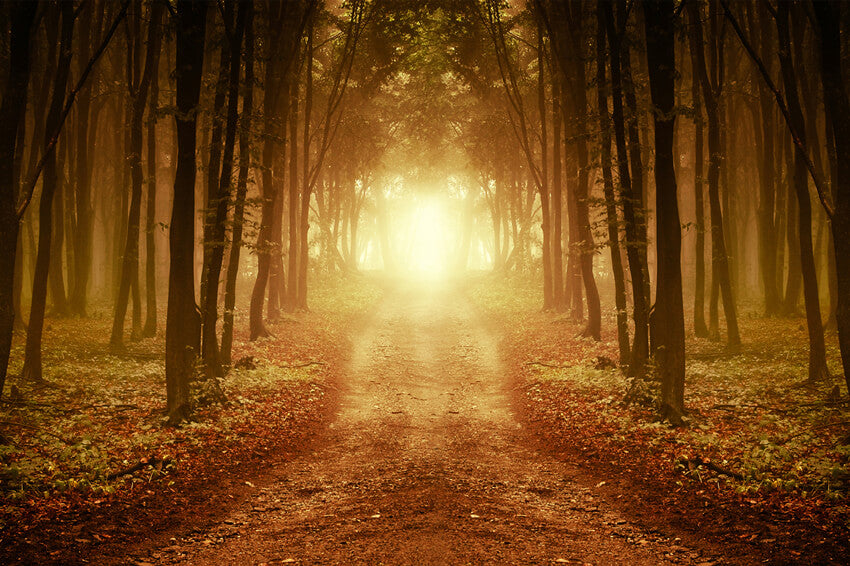 Herbst Wald Afterglow Gefallene Blätter Hintergrund M9-58