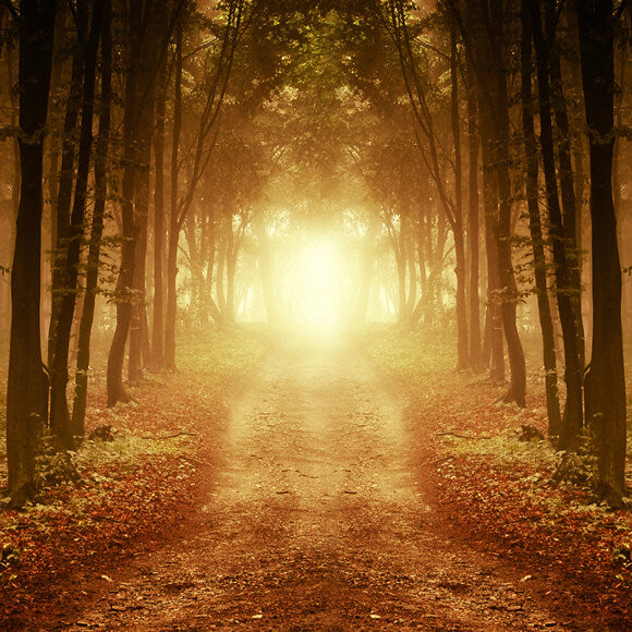 Herbst Wald Afterglow Gefallene Blätter Hintergrund M9-58