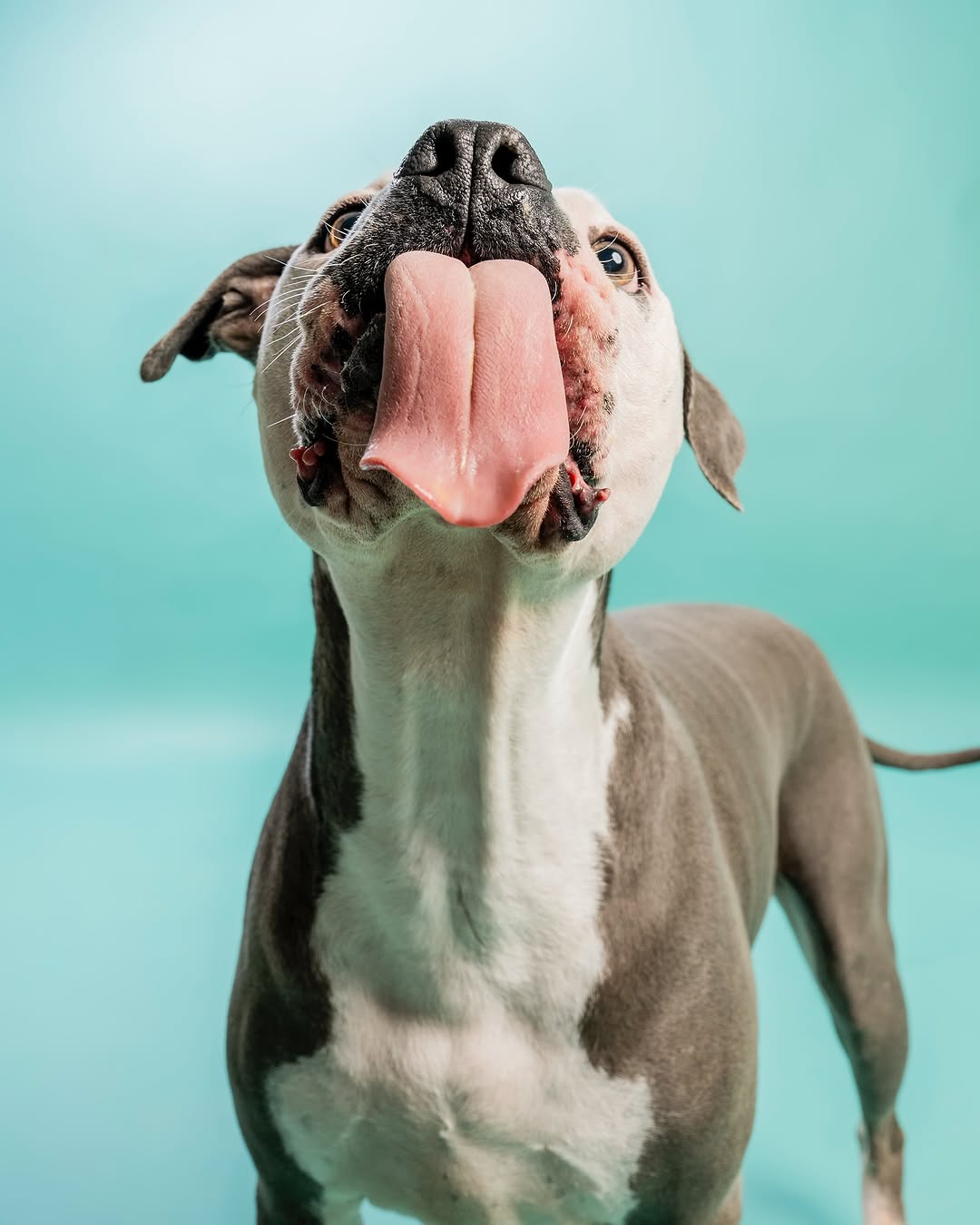 Einfarbiger mintgrüner Hintergrund für Fotokabines SC35