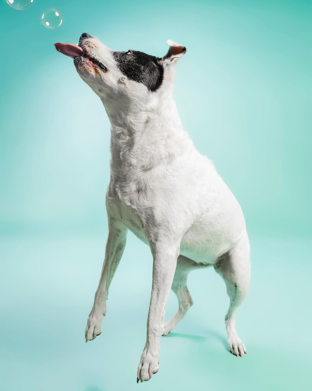 Einfarbiger mintgrüner Hintergrund für Fotokabines SC35