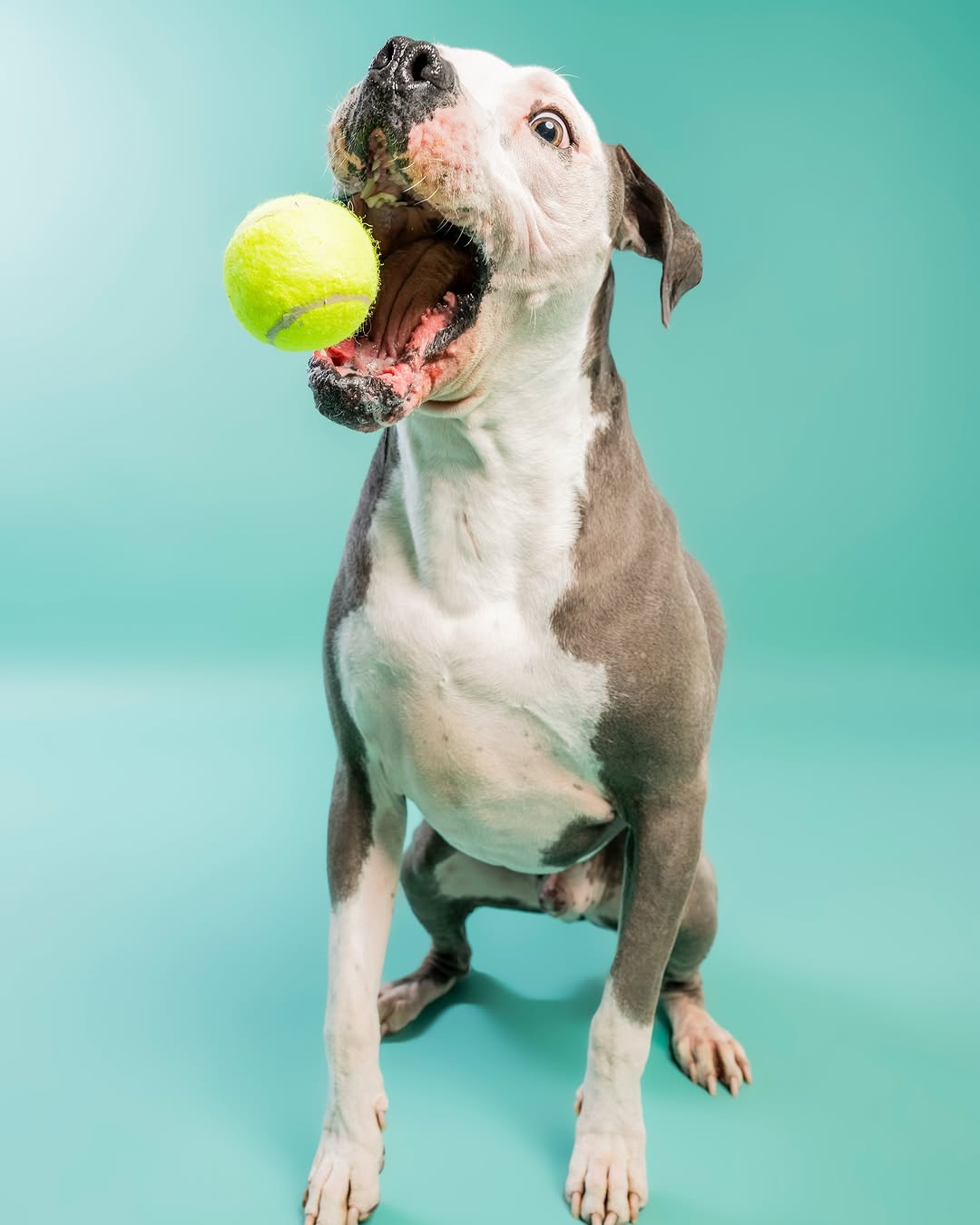 Einfarbiger mintgrüner Hintergrund für Fotokabines SC35