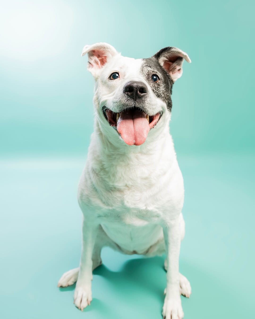 Einfarbiger mintgrüner Hintergrund für Fotokabines SC35