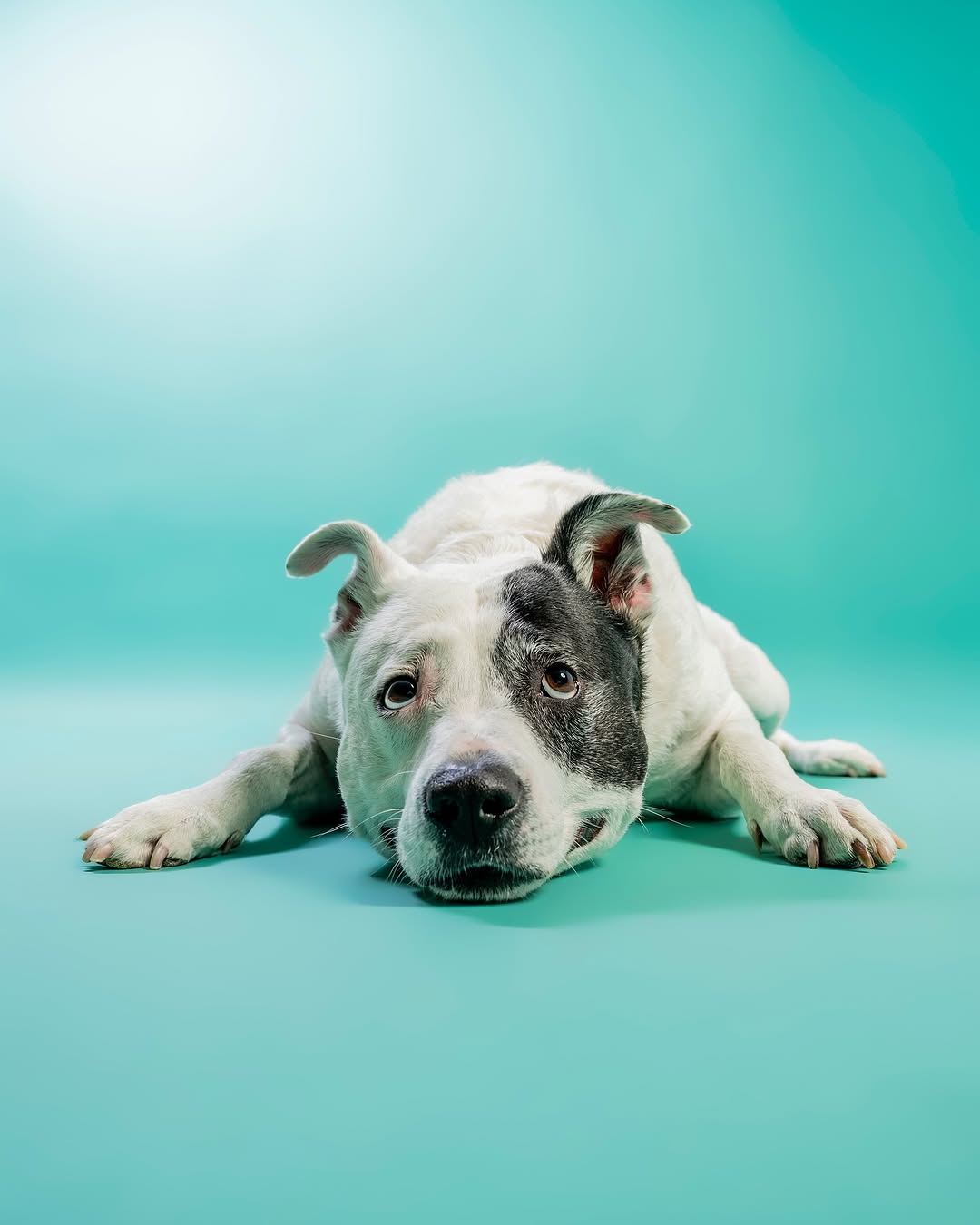 Einfarbiger mintgrüner Hintergrund für Fotokabines SC35