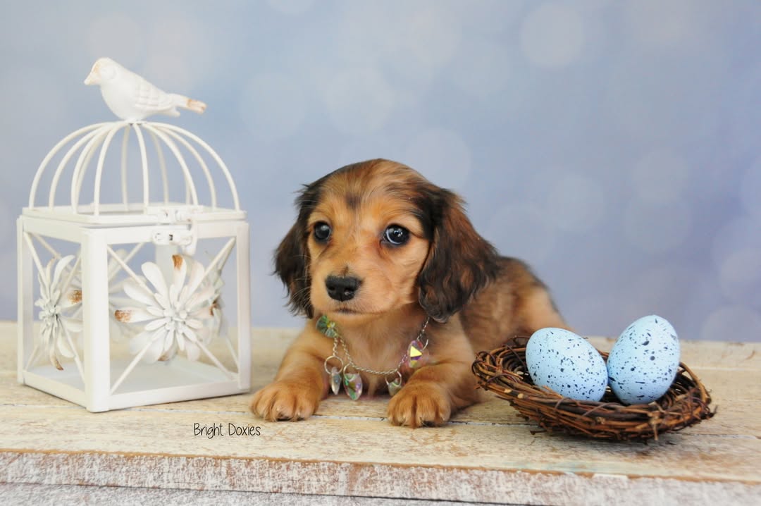 Hellblauer Bokeh Verschwommener Fotografie-Hintergrund SH669